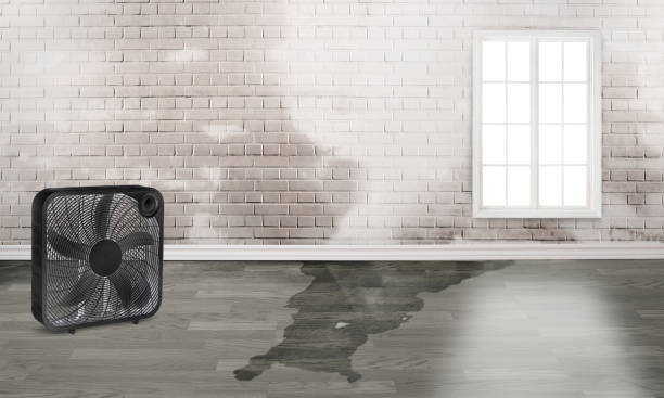 Best Water damage restoration near me  in Mart, TX